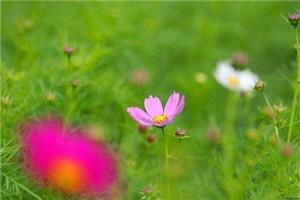 我穿成了言情的恶毒女配