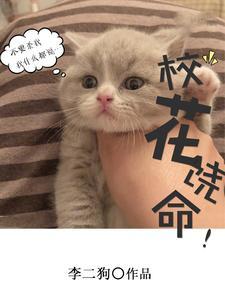 校花 作者甜柚子